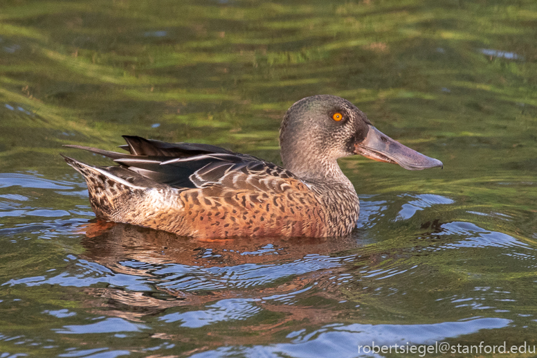 emily renzel wetlands